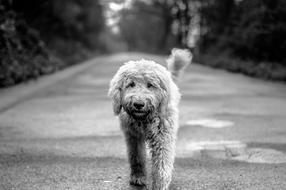 Dog Goldendoodle Road black and white