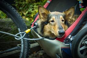 dog in a bicycle trailer close up