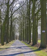 Beautiful landscape of the avenue, among the green fields and trees in Westfalen, Germany