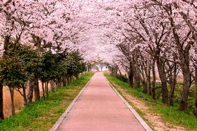 alley along pink flowering trees