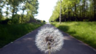 Dandelion Nature white and road