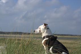 Jack Russell Terrier Domestic Dog and grass