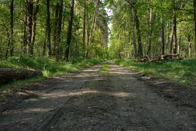 shadows from trees on a forest road