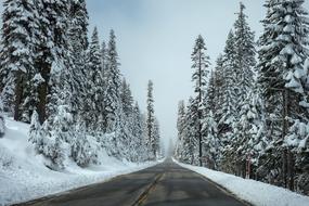 coniferous forest next to an asphalt road