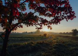 Maple tree at Autumn Season