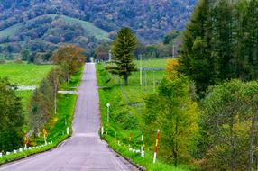 Beautiful road, among the colorful plants in Hokkaido, Japan