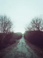 Rural Dirt Road and trees