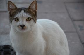 Cat Paw white
