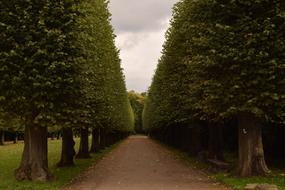 landscape of Tree Lined Avenue in park