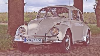 Beautiful, retro, beige Volkswagen Beetle car, among the green plants