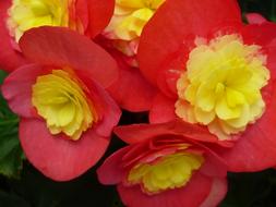 Begonia Flower Red close-up