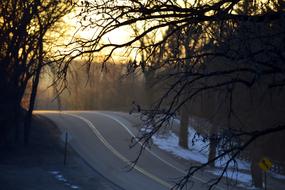 Tree Nature Dawn road