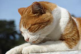 portrait of Cat Sleep Paw