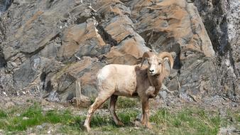 mountain goat in the rocky mountains of canada