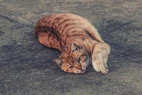 Beautiful, colorful and cute, tabby cat on the ground