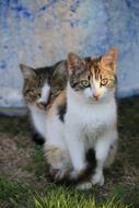 Cats Portrait