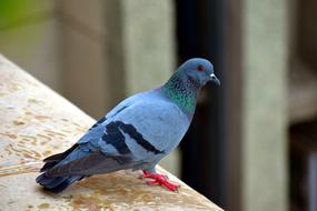 Beautiful, colorful and cute feral pigeon, on the construction