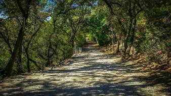 Path Trail Shadow forest