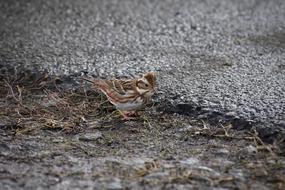 wild bird on a field with dry grass