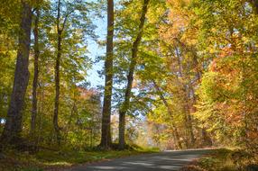 Beautiful and colorful forest on Appalachian Mountains in Virginia in autumn