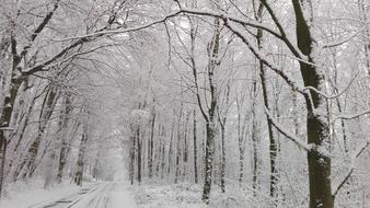 Beautiful, white, snowy road, among the trees in the forest, in winter