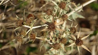 Natural Thistle Wild Country