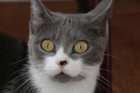 Cat Animal Portrait face yellow eyes