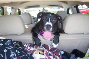 Dog Car Ride travel