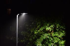 Lantern and Tree at Rain