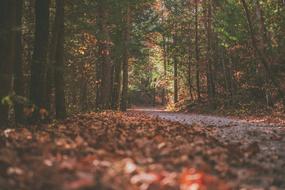 leaf fall on a forest road in a blurry background