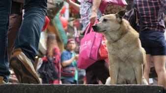 People, Street and dog in a blurred background