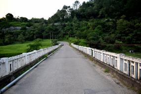 Road Bridge trees