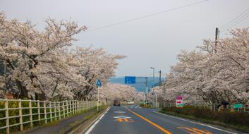 Wood Road pink tree