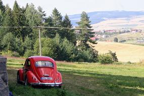 Forest Car Beetle red