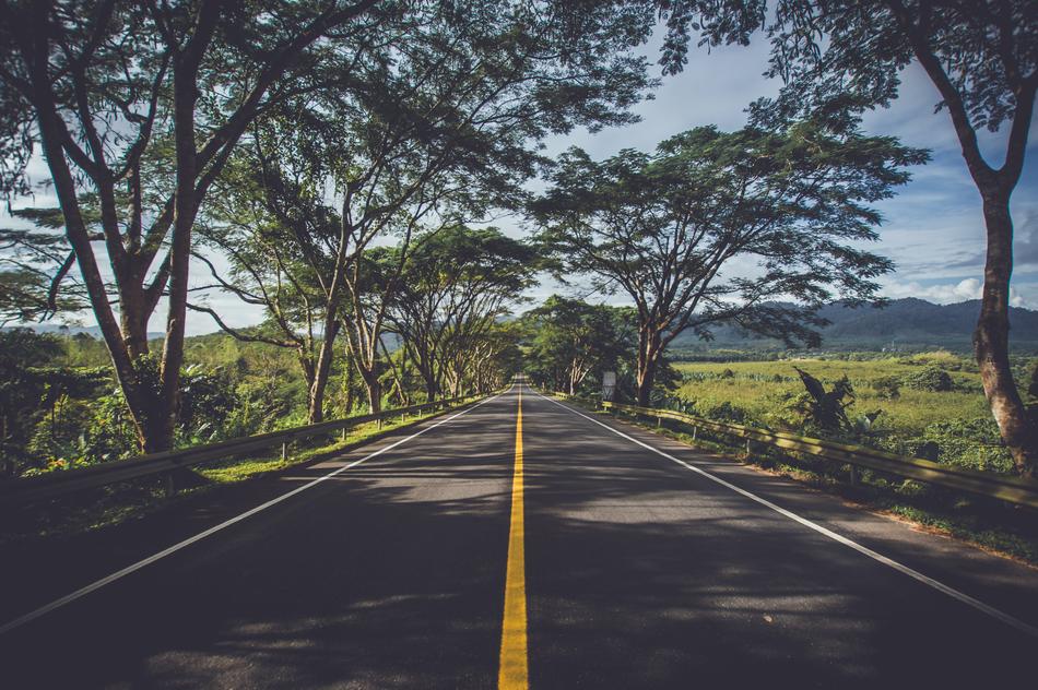 empty Highway beneath trees in scenic countryside