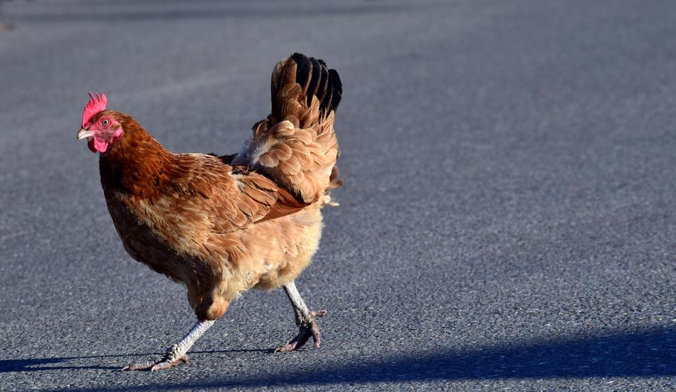the chicken runs on the asphalt