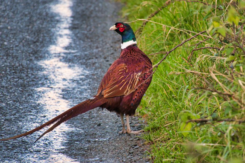 brown pheasant on the road in Ireland