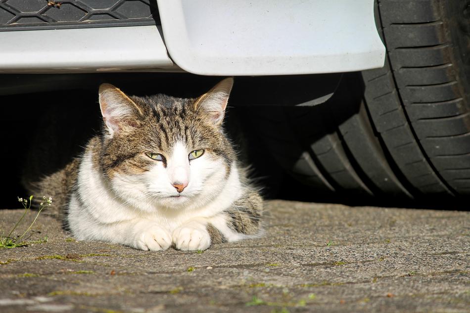 cat under the car in the sun
