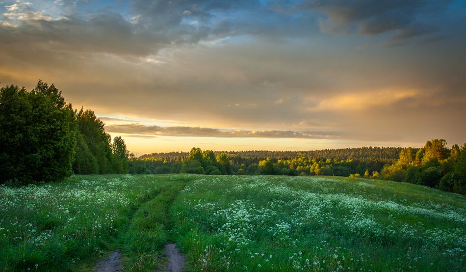 enchanting Panoramic Grass