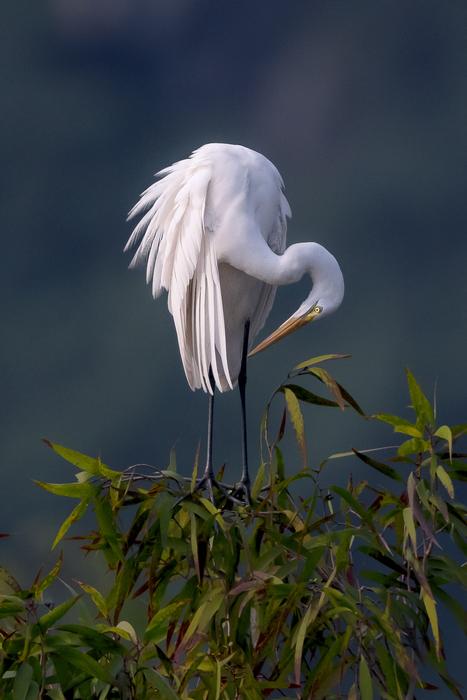 Stork White Van