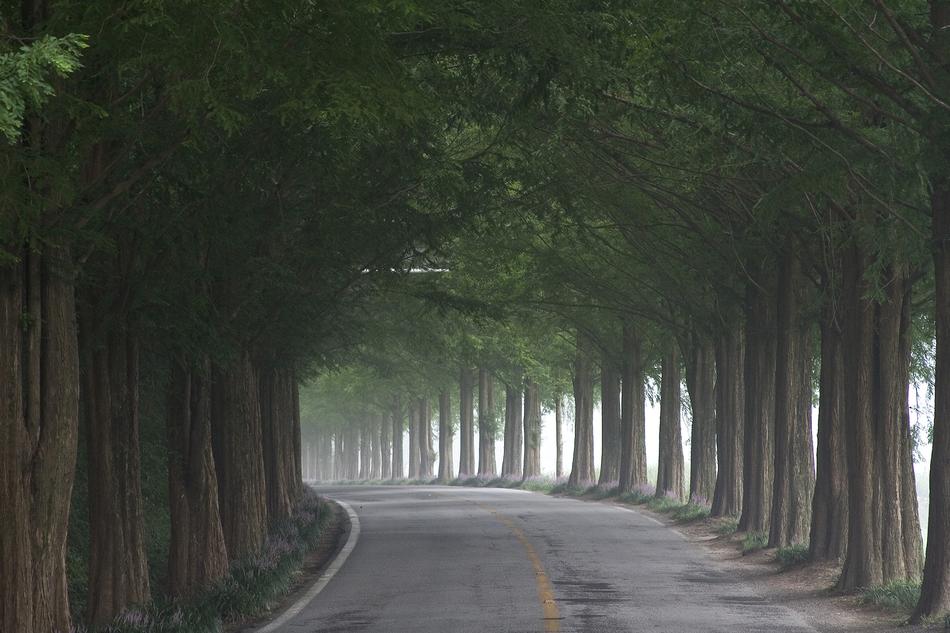 landscape of road between trees