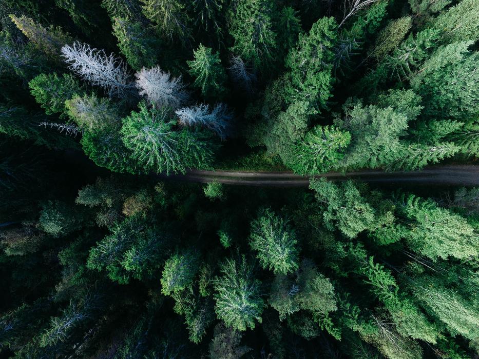 Top view of the beautiful forest with the colorful trees and road