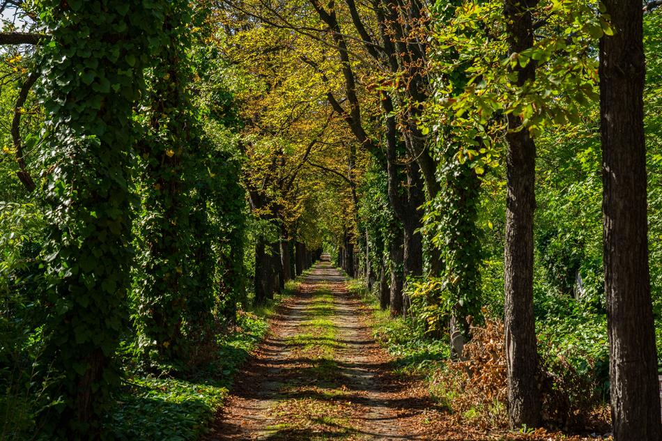 green road to the cemetery
