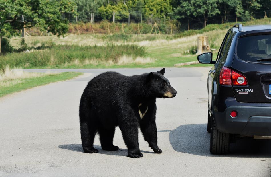 black Bear near the car