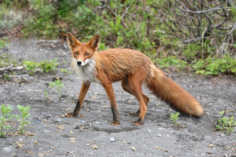 wonderful Fox red