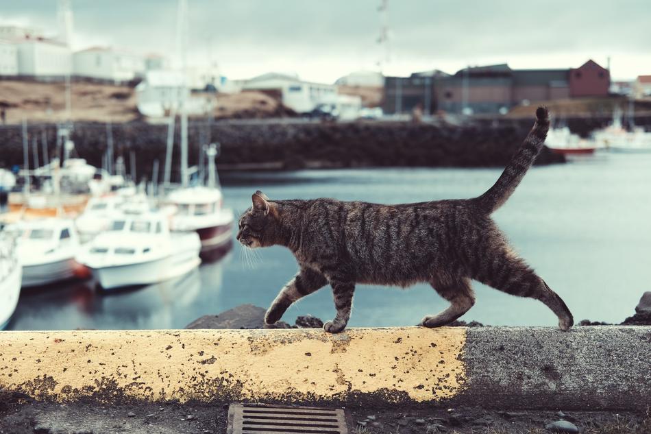 cat on the embankment on a blurred background