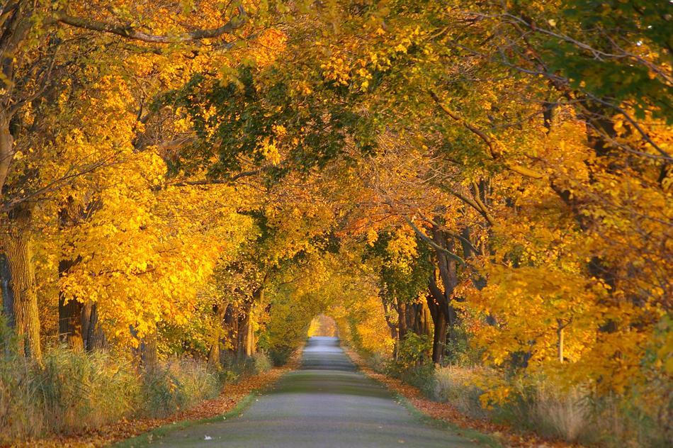 Beautiful colorful trees above the avenue