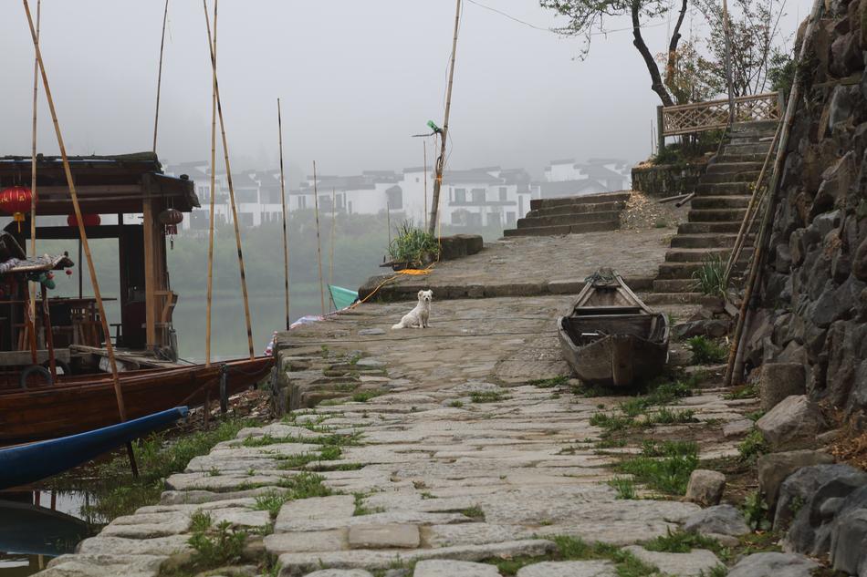 Fishing boats near the beautiful path, with the green plants, in the fog