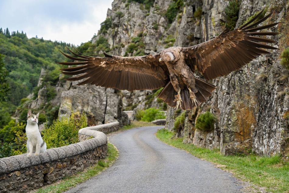 Cat looking at Condor flying above mountain road, collage