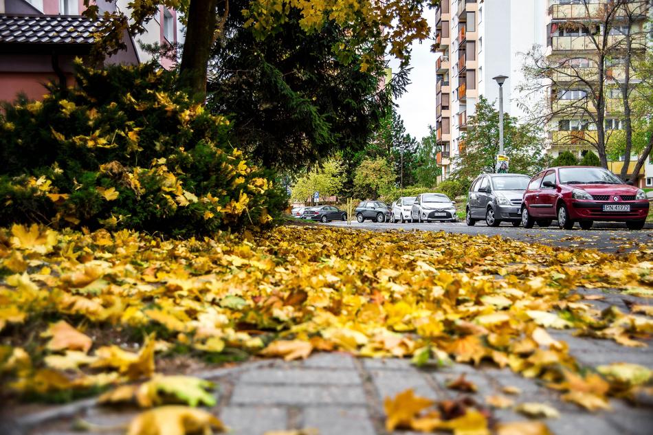autumn leaf on the walkway
